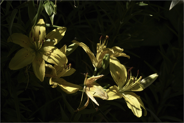 Yellow Lilies