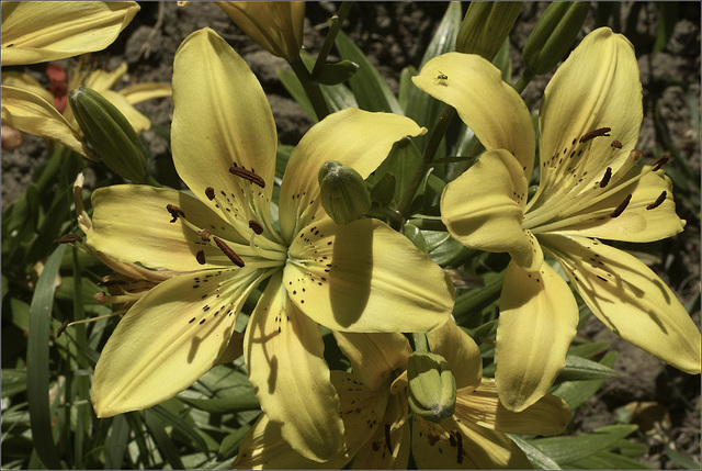 Yellow Lilies