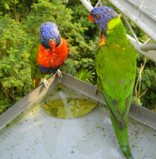 Perroquets à l'abreuvoir !