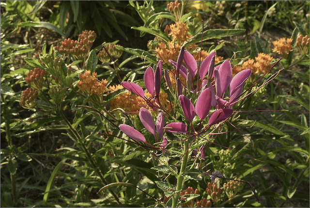 Cleome