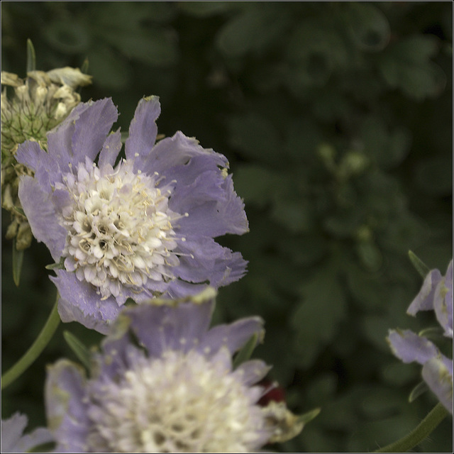 Pincushion Flower