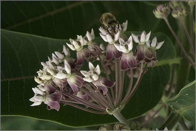 Bee at the Milkweed