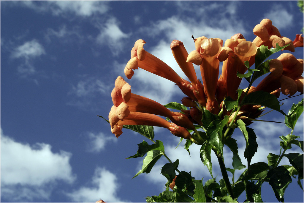 Trumpet Vine