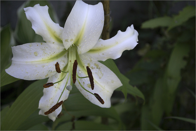 The Last Lily