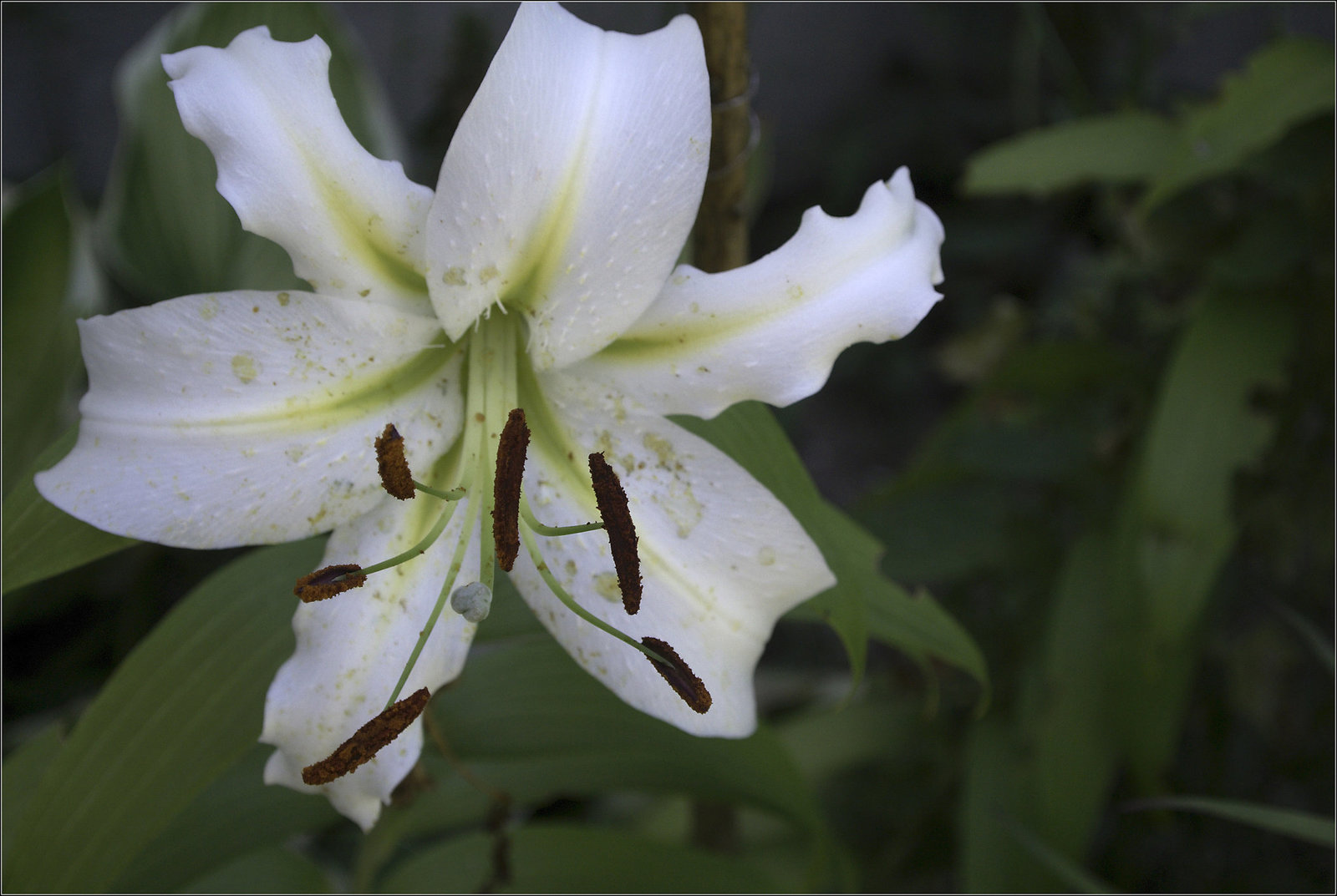 The Last Lily