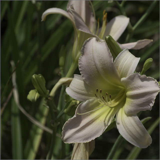 Daylilies
