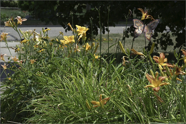 Daylilies