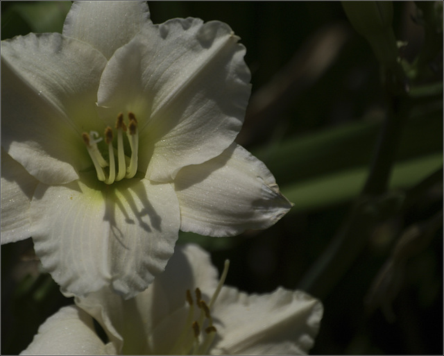 Daylily