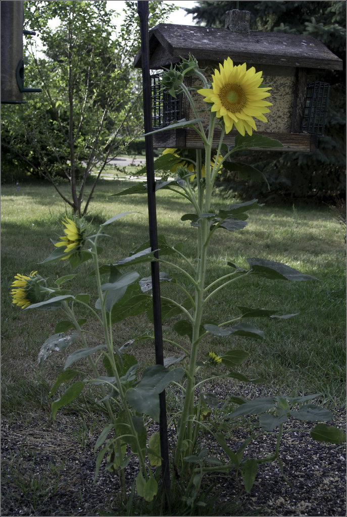 Sunflowers with Feeder