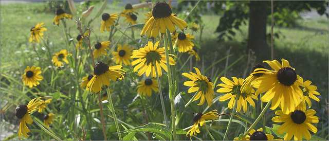 Black-Eyed Susan