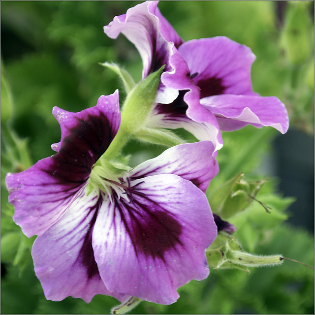 Geranium