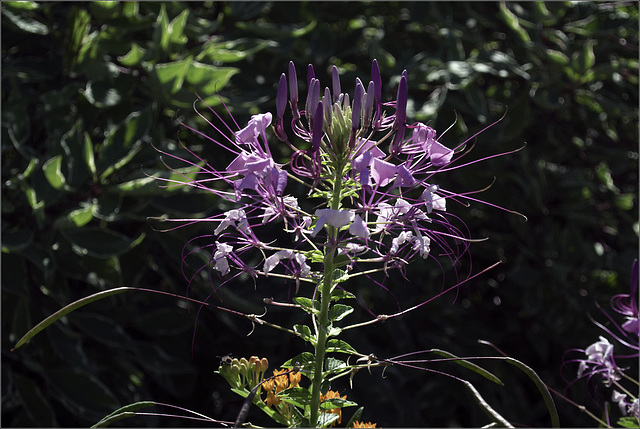 Cleome