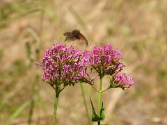 farfalla in fuga