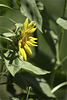 It's Sunflower Season