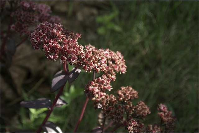 Why We Keep Planting Sedum