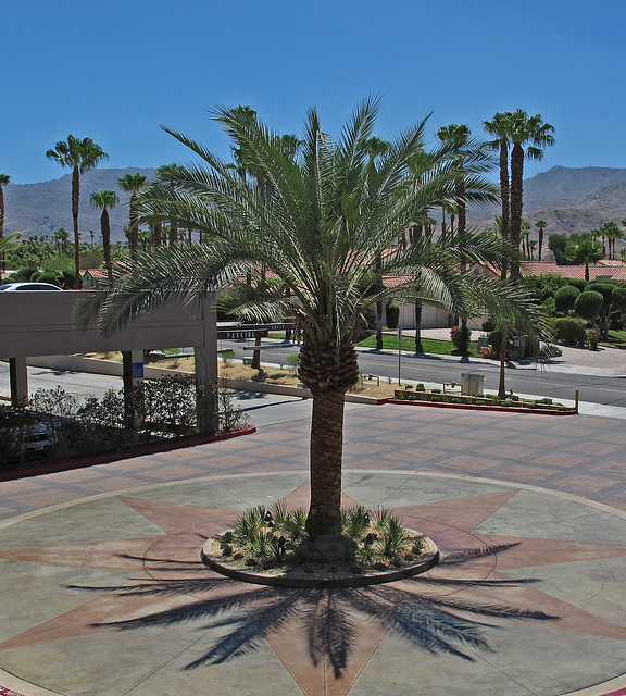 Palm Tree on El Paseo (0186)