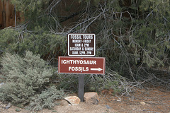 This way to the ichthyosaurs!