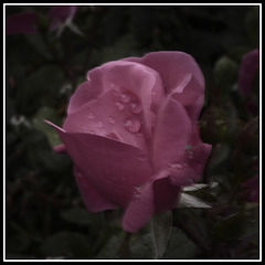 Overprocessed Rose