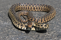 Gopher Snake