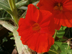 The bright orange of the nasturtium is wonderfully vivid