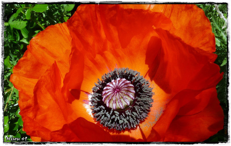 MON JARDIN