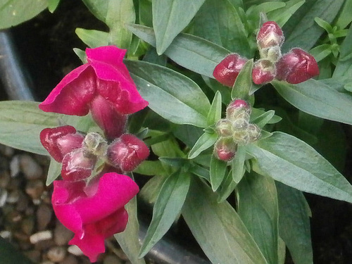 More antirrhinums - also called snapdragons