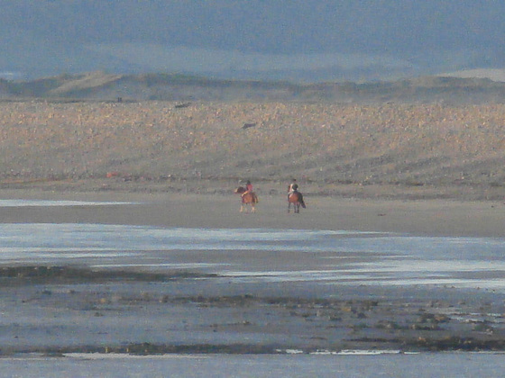 Two horses being exercised on the beach