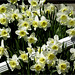 I Wait for the Daffodils all Winter