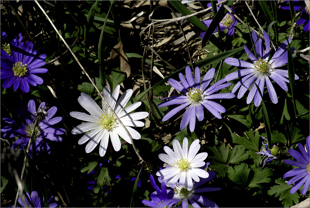 Anemonies