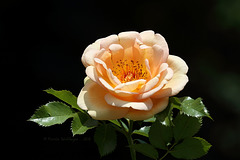 Rosenblüte im Rosensteinpark