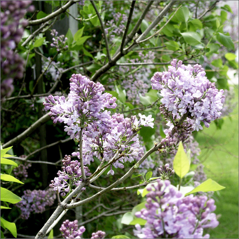 Lilacs