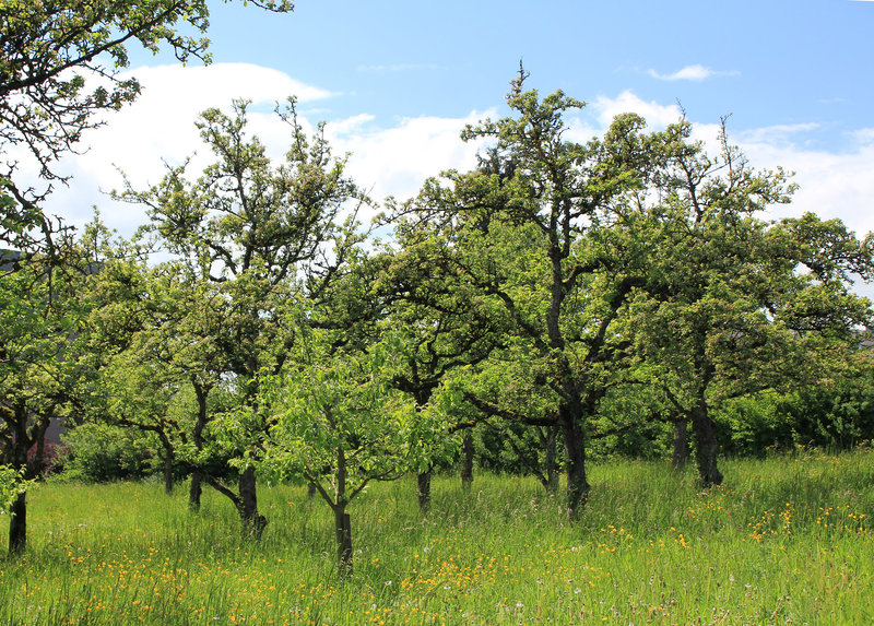 Apfelbäume