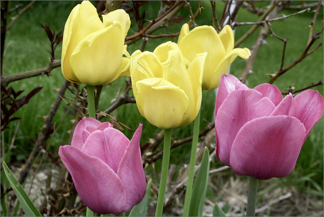 Tulips