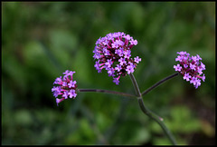 Verbena bonariensis