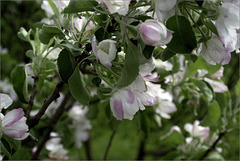 Apple Blossoms