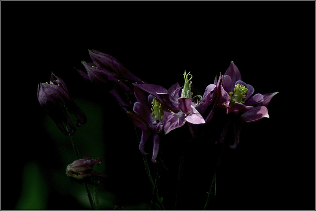 Columbine