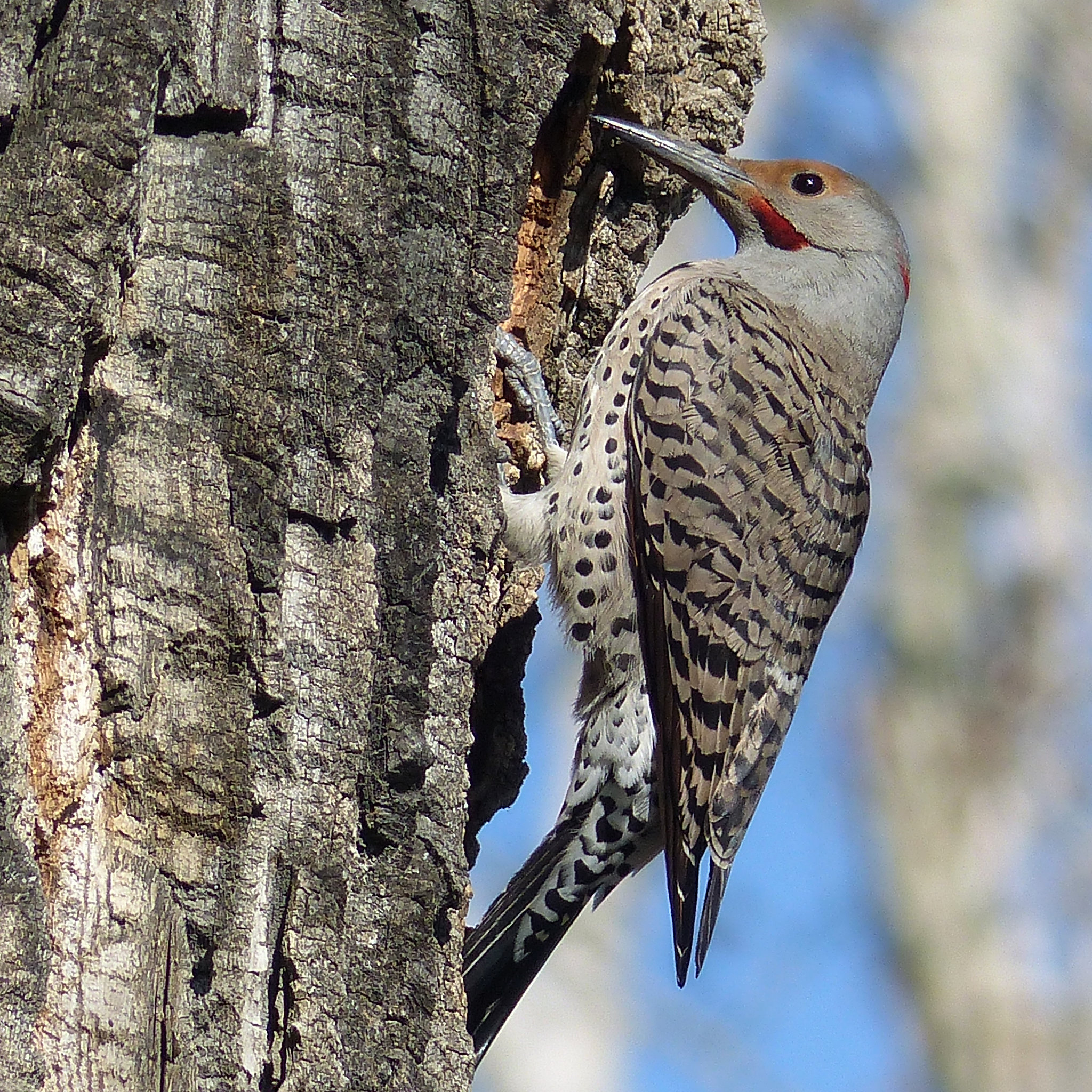 Northern Flicker excavating a cavity