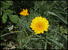 Anthemis tinctoria  (2)