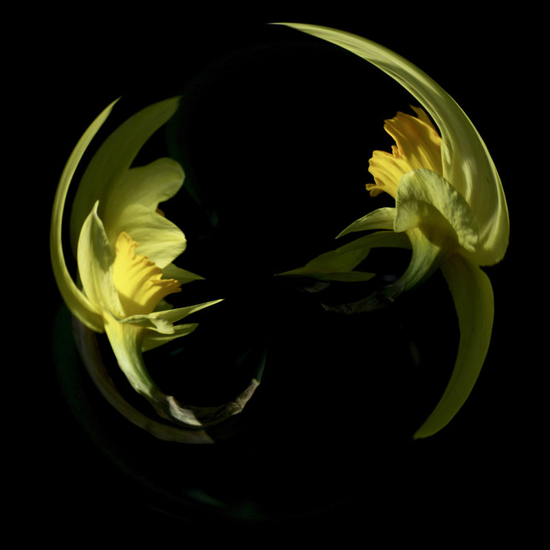 Daffodils