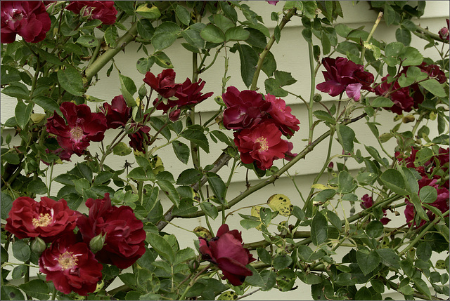 The Rose Bush