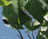 Feathers & Dogwood leaves ..