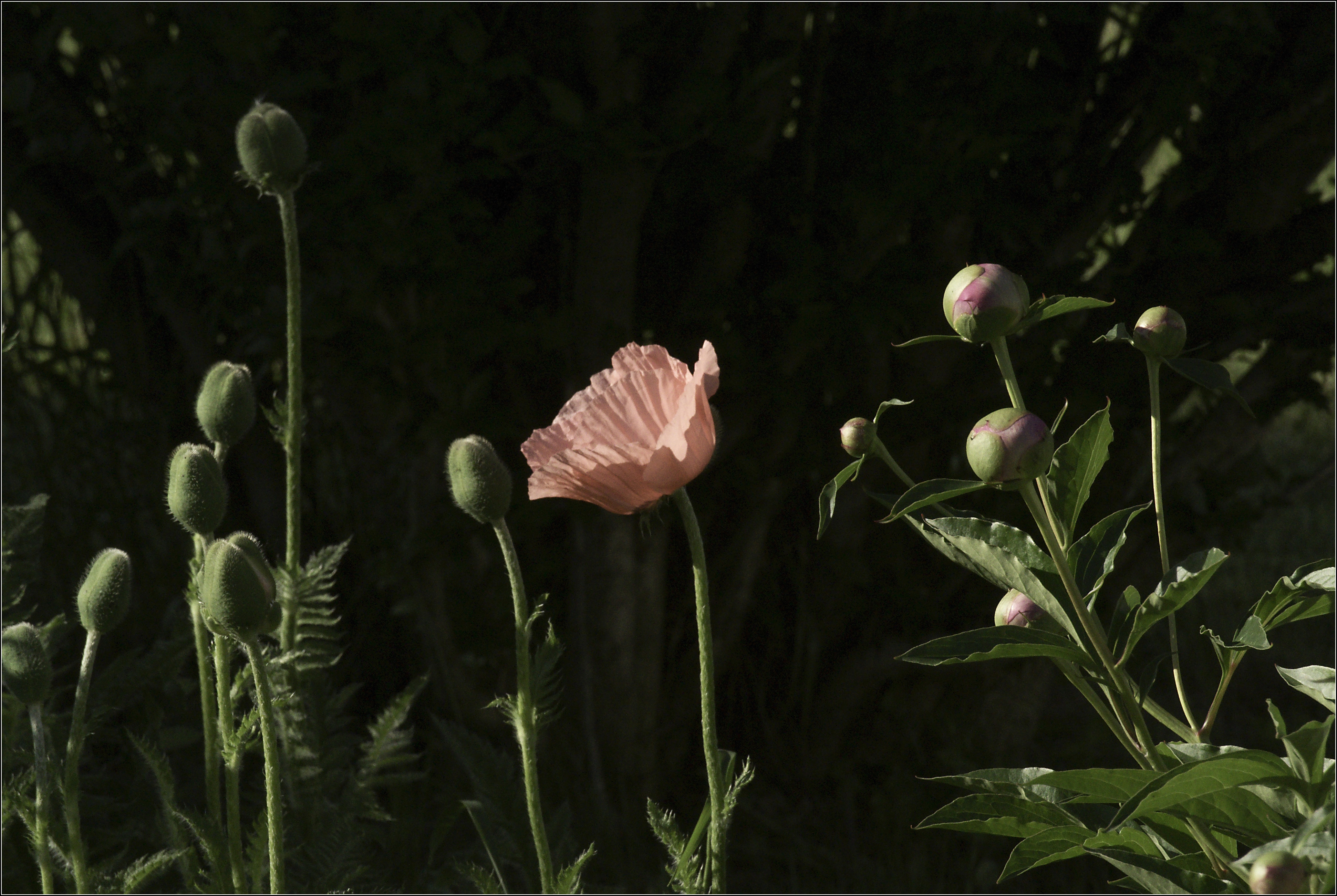 The Year's First Poppy