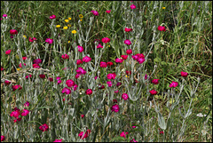 Lychnis coronaria