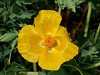 Yellow Poppy