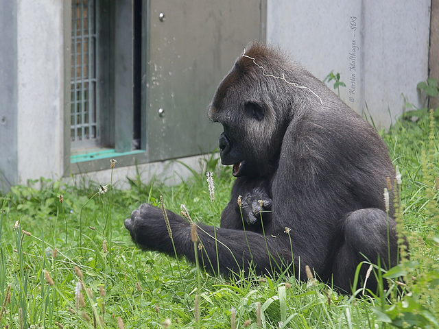 Mutasi im Gras (Wilhelma)