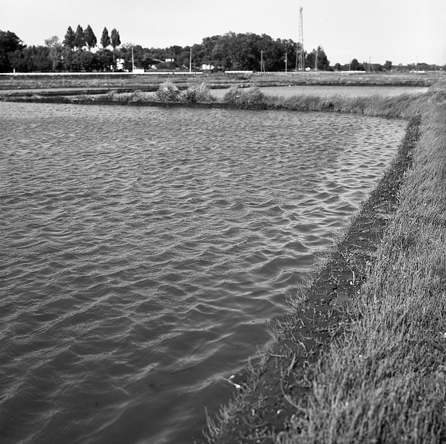 Wavelets on rice paddy