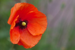 Poppy