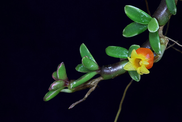 Mediocalcar decoratum var. variegatum