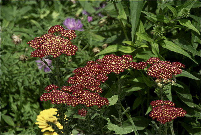 Yarrow