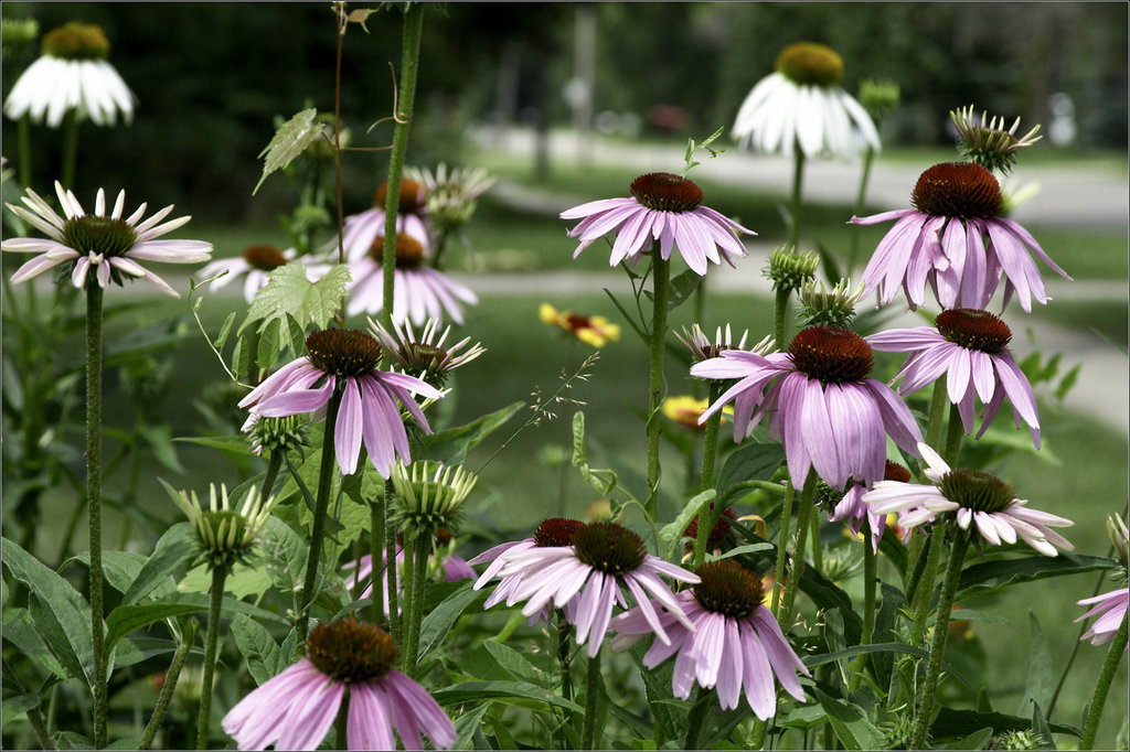 Coneflowers